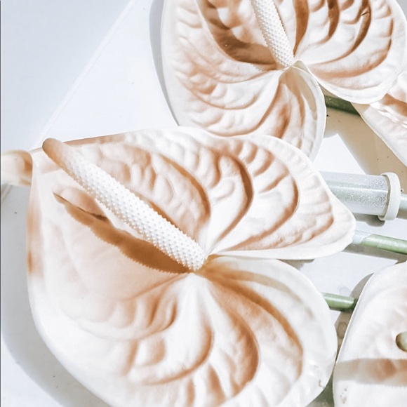 Meet your Posher, Risa - Picture 1 of 1